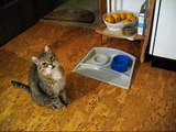 Minko the Cat - I'm the boss - Cat begging for food
