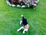 Beagle cane di tre mesi bellissimo  wonderful dog