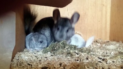Sayuri et bébés chinchillas