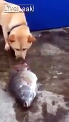 کتے نے تڑپتی مچھلی کو پانی پلا کر سب کو حیران کردیا