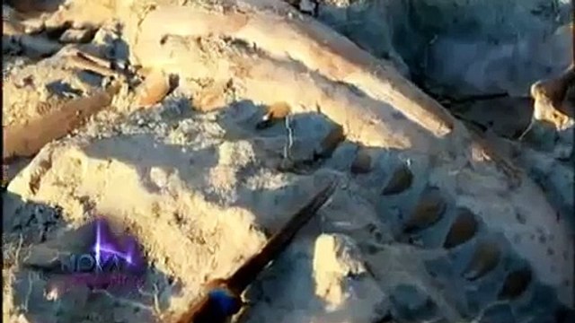 NOVA SCIENCE NOW TYRANNOSAURUS REX BLOOD Discovery History Dinosaurs documentary