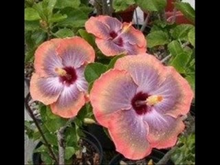 Aute ou Hibiscus Part 2