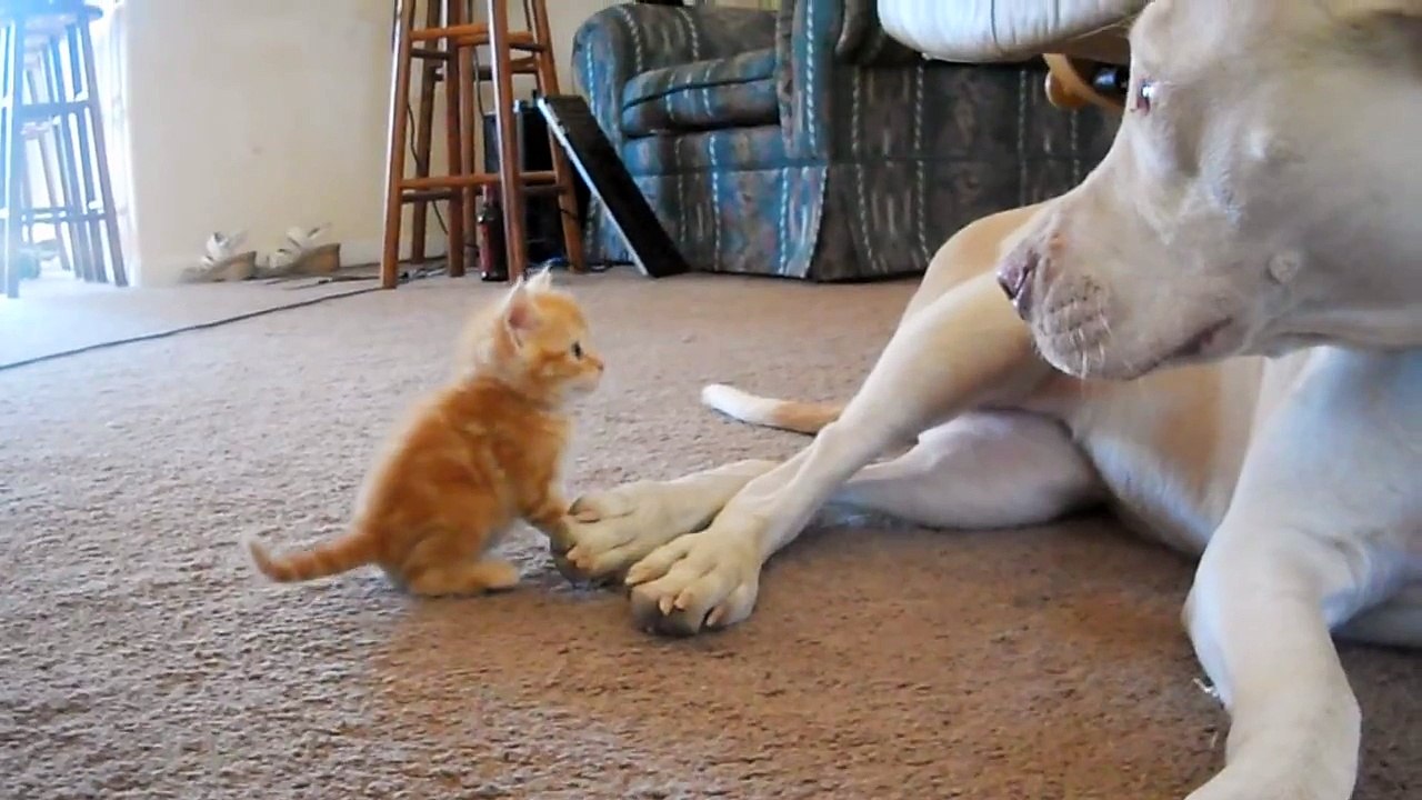 Regardez ce qui arrive quand un Pit Bull se trouve face à un chaton minuscule.