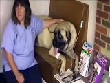 Mastiff - English Mastiff C-Section - dog cesarean surgery