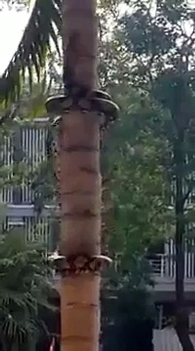 snake climbing on tree
