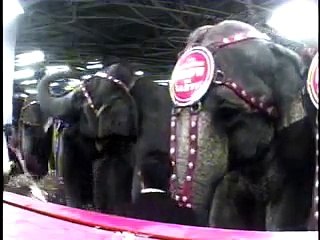 PETA video of Ringling Bros Elephant Abuse