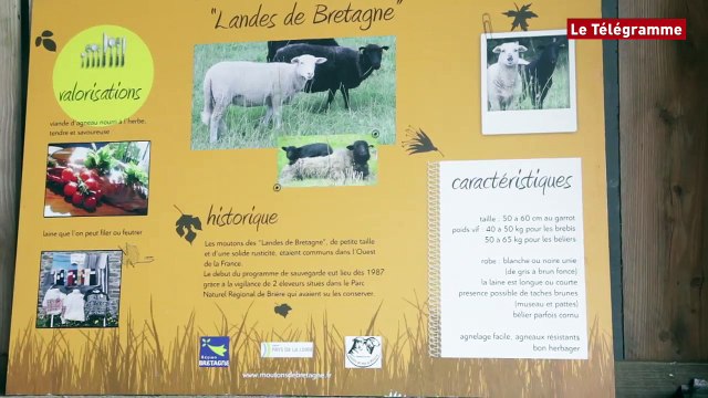 Dinéault (29). La tonte des brebis avant la transhumance