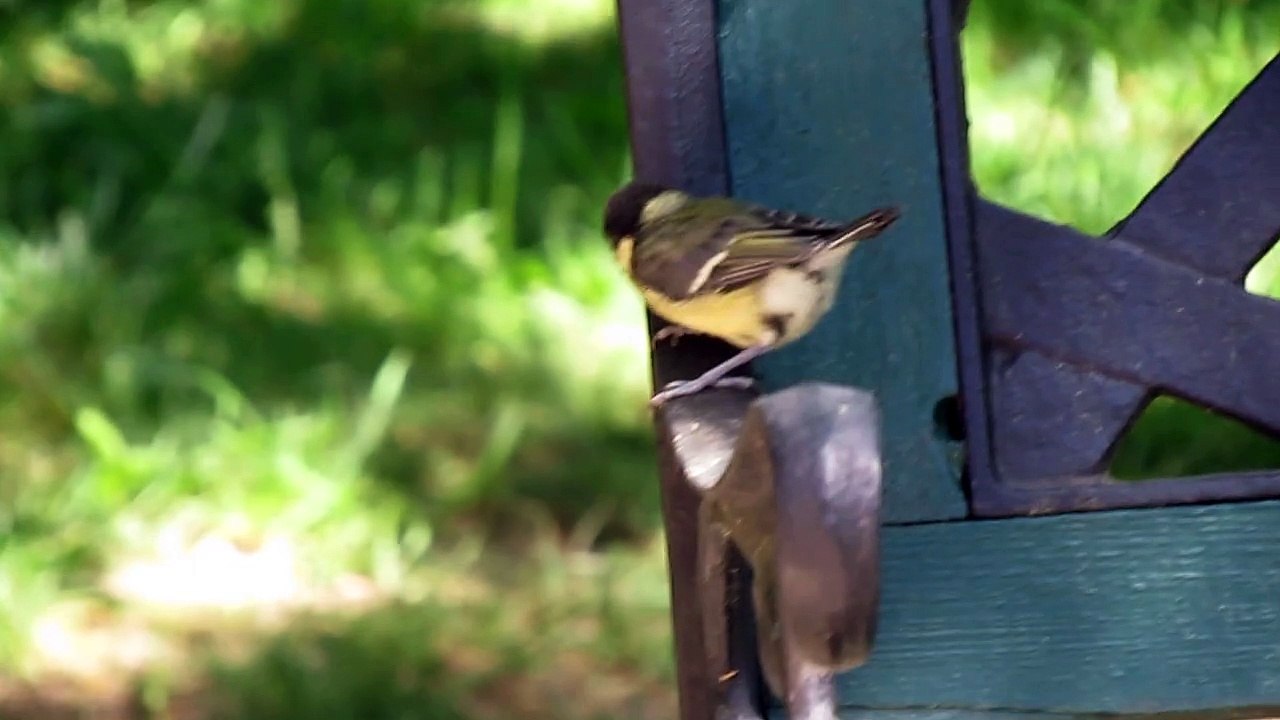Bébé mésange 2