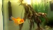 Aquarium- Oranda Ranchu Lionhead Fantail - Goldfish