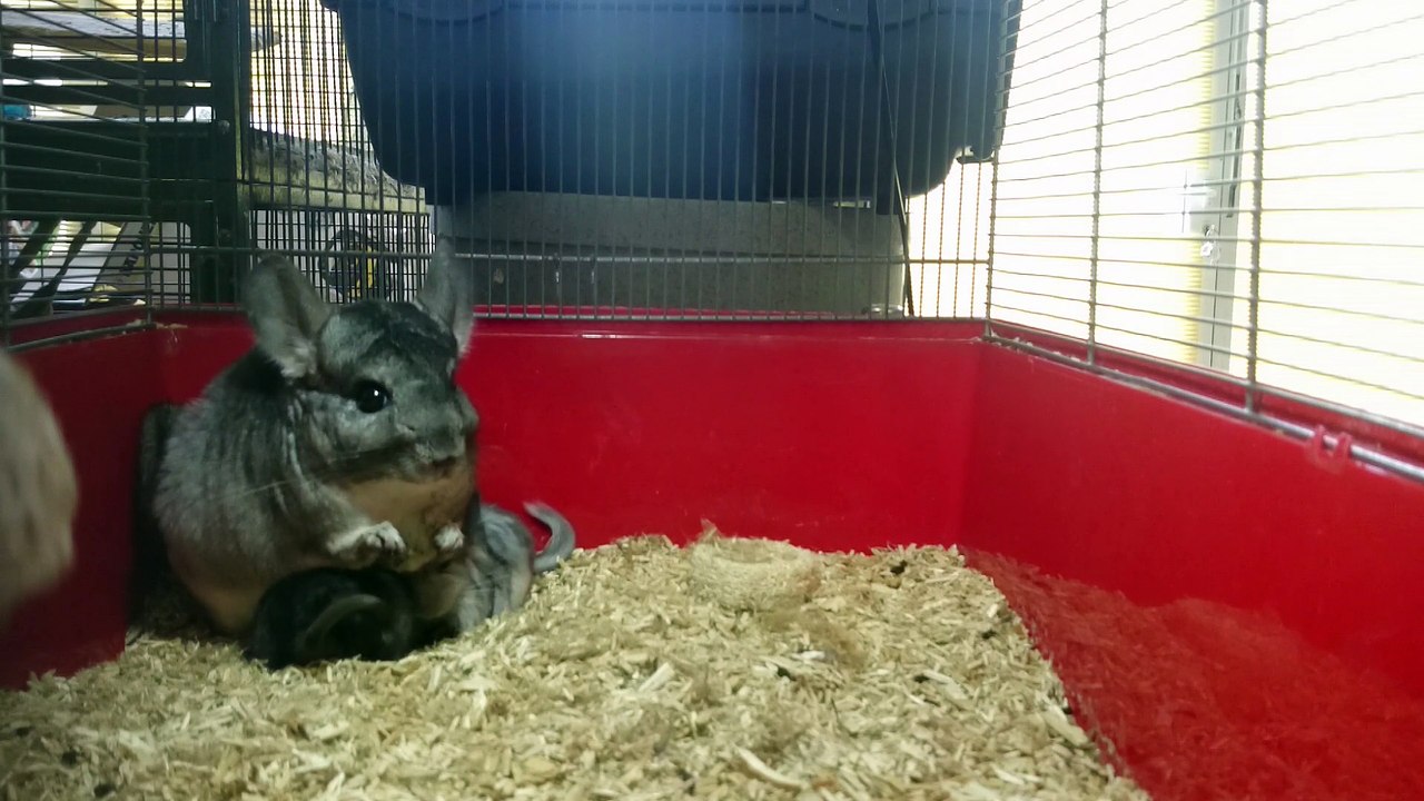 Quinoa et les triplés chinchilla