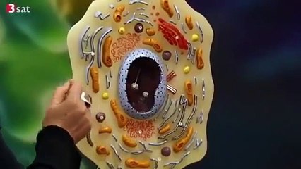 Die Zelle - Scobel - Alles Leben besteht aus Zellen - Teil 1