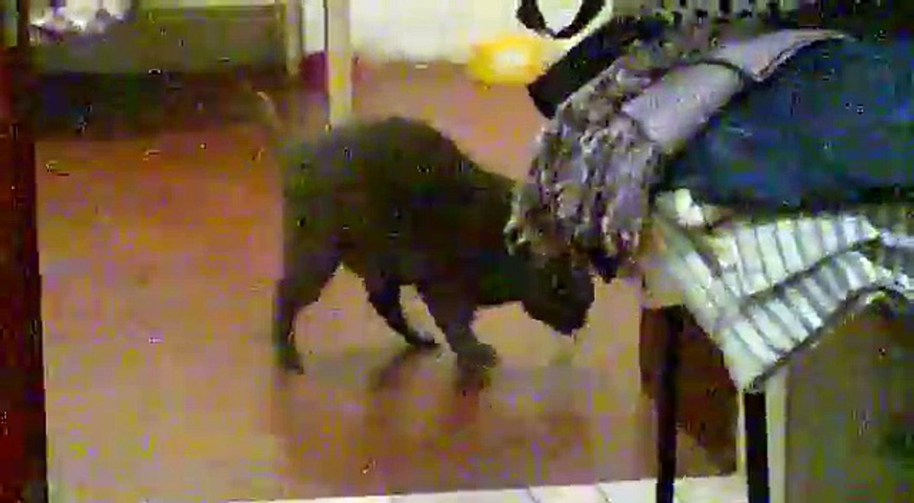 Gatinhos; Gordo & Bilu brincando