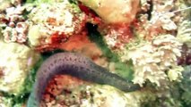 Shark attacked and eaten by giant Moray eel
