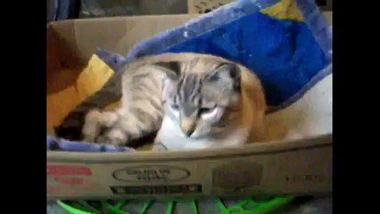 Meu Gatinho  Bilu - 02