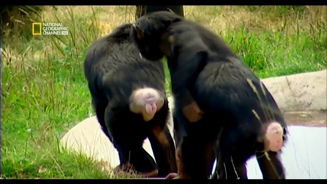 Qui singe qui - À la découverte de nos instincts sexuels