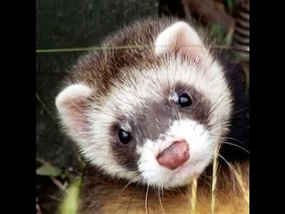 How to stop ferret from biting