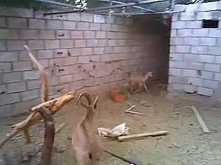 غزلان بريه جبلية