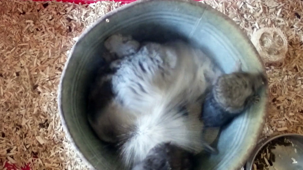 Première tentative de terre à bain bébés chinchillas