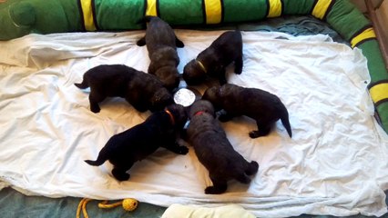 Bébés Freya x Helios 20 jours (1)