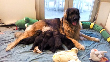 Bébés Freya x Helios 20 jours (3)