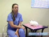 Pet Rabbit Care : Signs Your Pet Rabbit is Sick