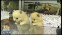 Pure breed Pomeranian (Toy) puppies