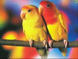 Love birds mein Male aur Female ki pehchan Dr.Ashraf Sahibzada