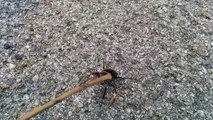 The BIGGEST Stag Beetle in the UK... Probably
