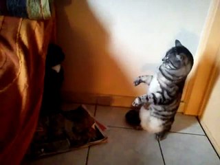 WHITE CAT AND BLACK  CAT KI FIGHTING