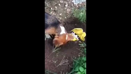 Ölen Yavrusunu Kendisi Gömen Anne Köpek