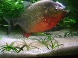 Red-bellied Piranhas eat Cooked Shrimp (close-up)