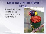 Parrot Family aur Lories (zarra posh totay) Dr.Ashraf Sahibzada