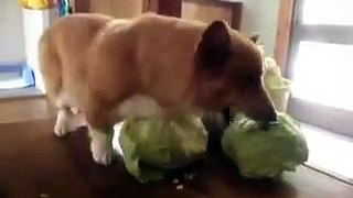 Dogs eat cabbage 2014 - funny dog video
