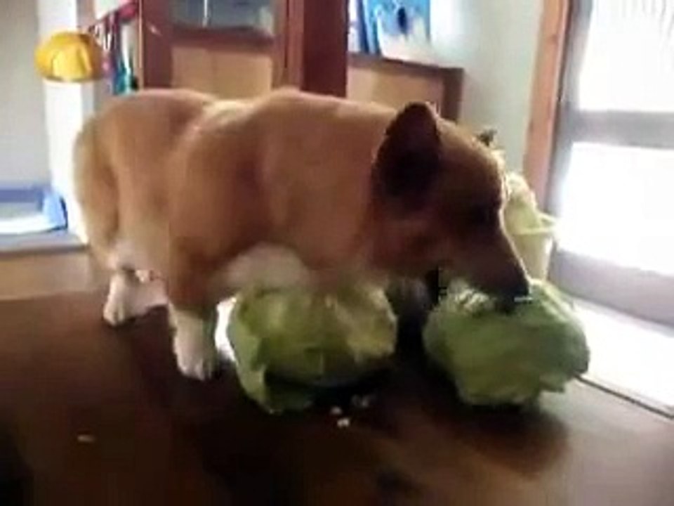 Dogs eat cabbage 2014 - funny dog video