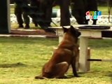 Perros Policías - Aliados de las Fuerzas Armadas de México