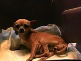 Chihuahua giving birth