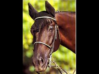 Connaissez vous l'histoire de Jappeloup ?