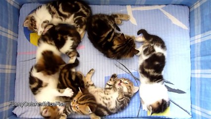 Too Cute - Names for 7 Kittens that begin with the letter "O"