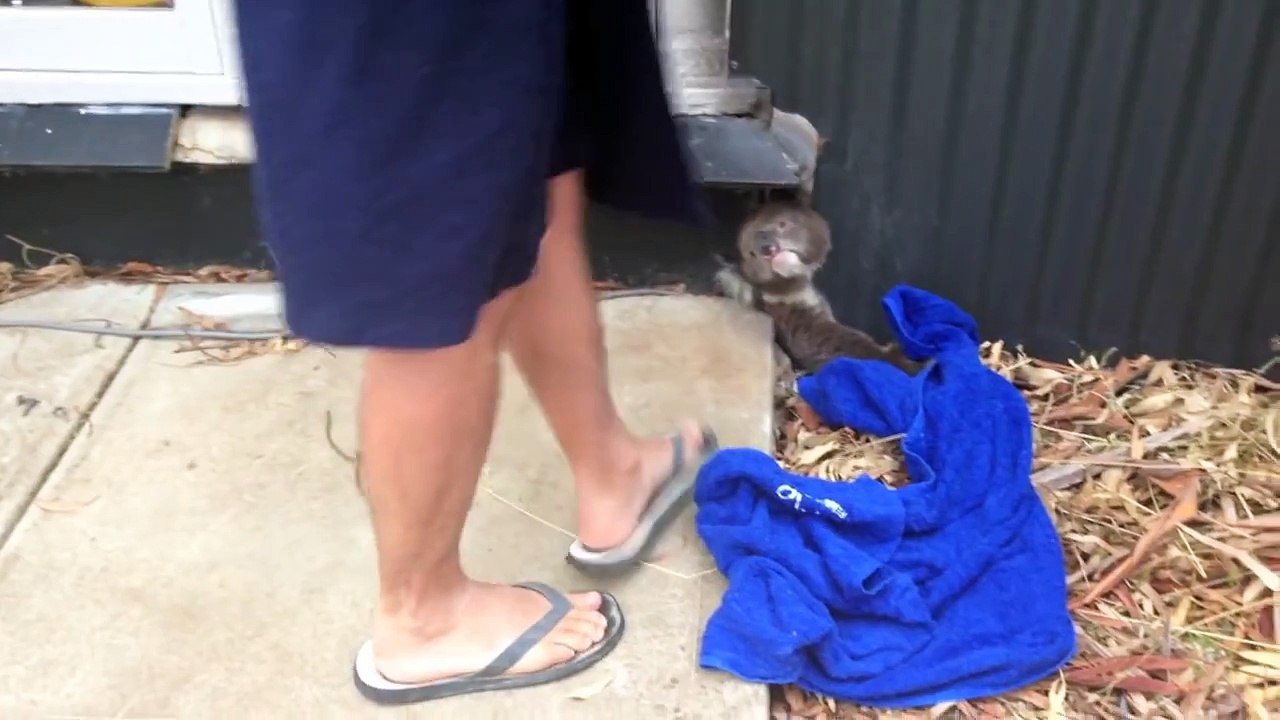 Rescuing A Stuck Koala