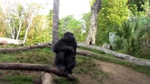 Gorillas at the San Diego Zoo (in HD)