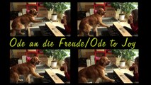Piano Dog - Ode to Joy