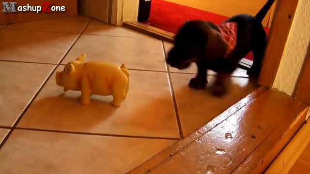 Puppies Barking Compilation Cute Dog Barking Videos NEW NEW funny 2015