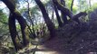 Trail Ninja: Marin, California Trail Riding Guide - Redwoods, Single Track and a Pair of Speedos