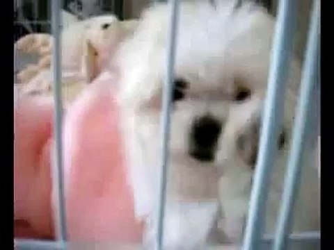 Maltese Puppies | Maltese Dogs | Free Maltese Puppies | Maltese Dog Breeder