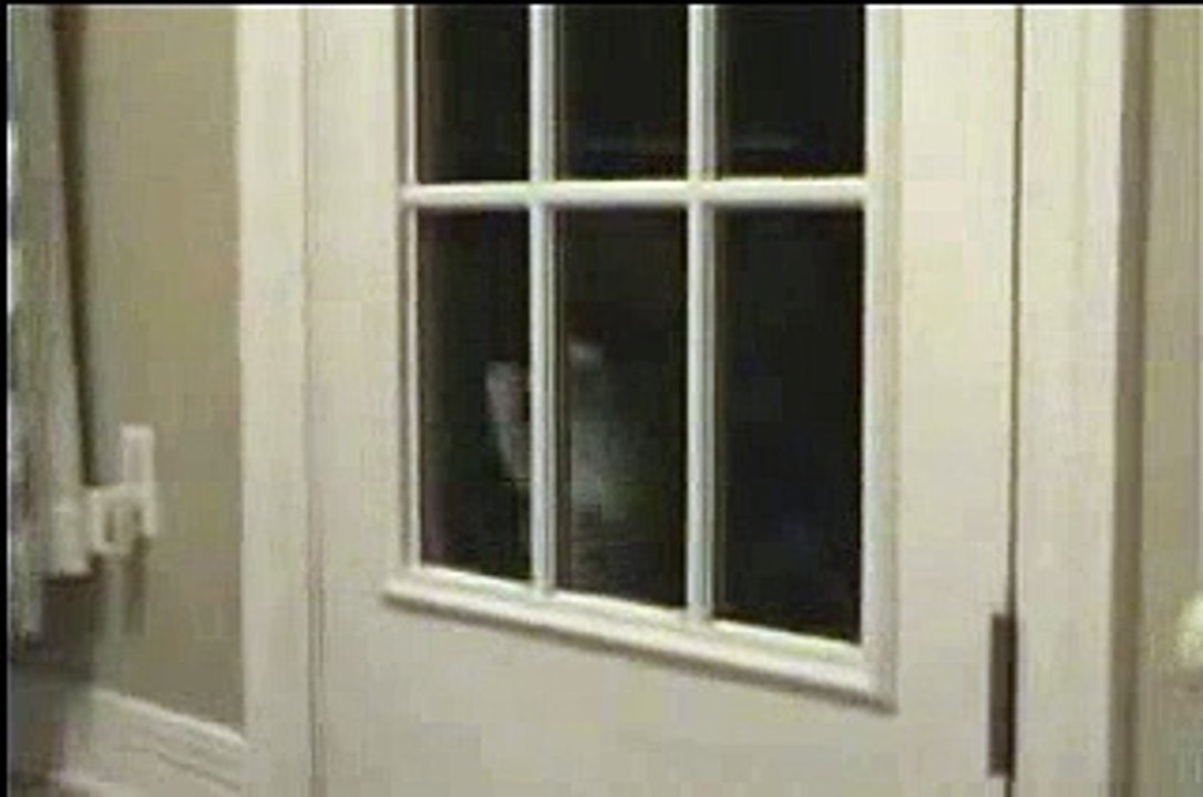 techno cat