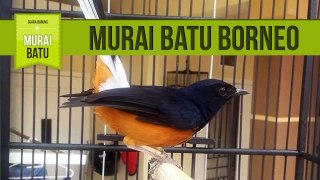 Suara Murai Batu Borneo untuk Memaster Burung Murai Batu Bakalan