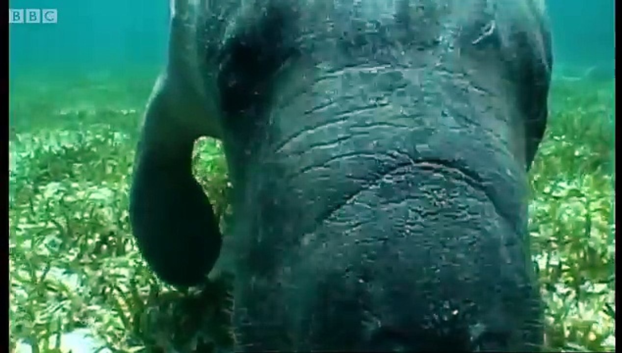 Swimming with a Manatee - Dive Caribbean - BBC