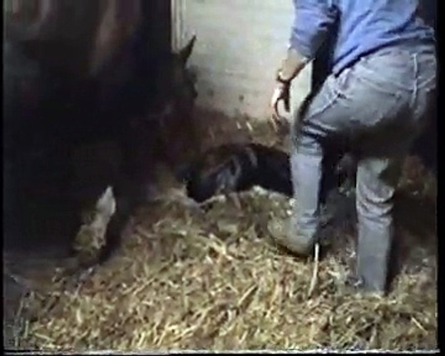 De Geboorte van een KWPN Merrie veulen - Merlineke