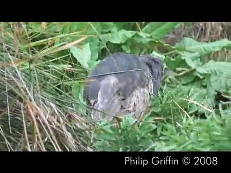 Australasian Bittern