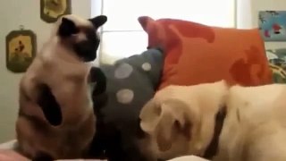 Dogs vs Cats - Funny Pet Animal Video 2015